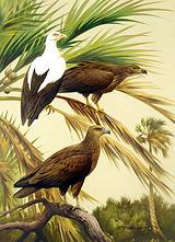 �����ź���