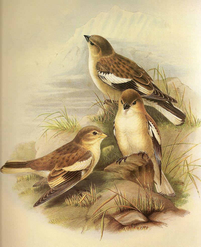 褐翅雪雀 褐翅雪雀的图片