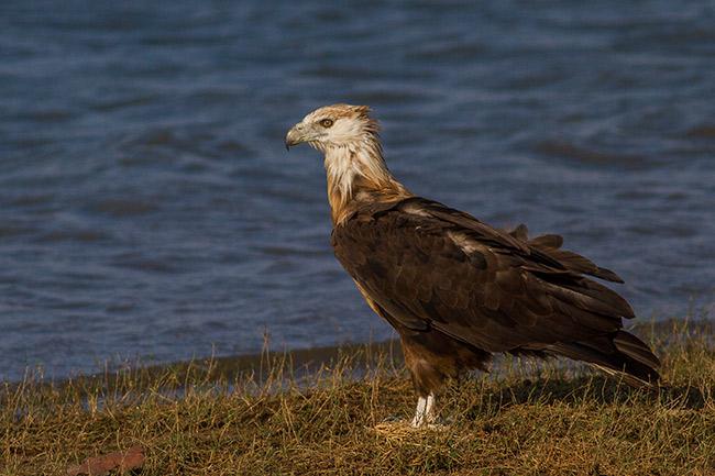 玉带海雕 玉带海雕的图片