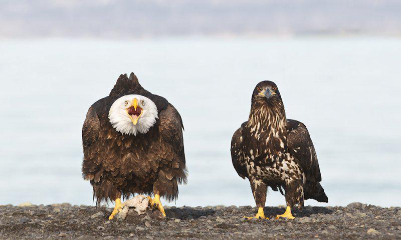 �����ͷ�����󣩺��ǳ����ͷ�����ң���һ��Homer, AK