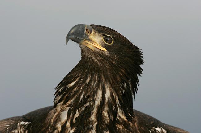 ��ͷ�����ǳ���ͷ����Homer, AK