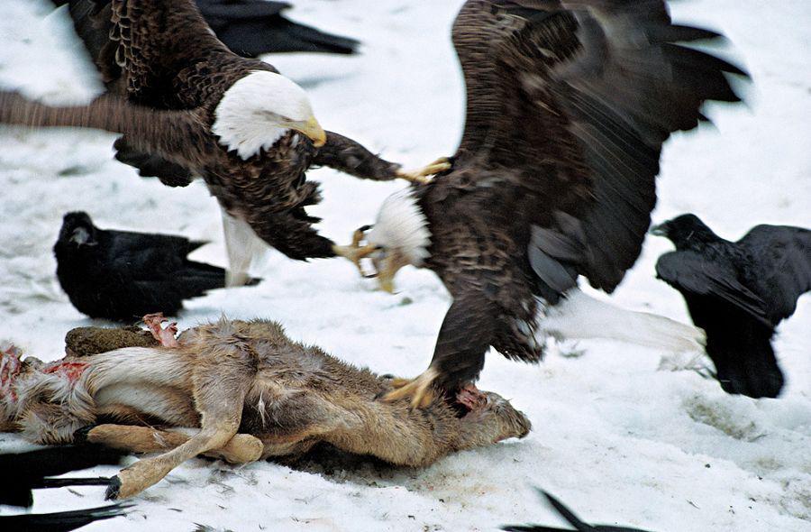 ��ͷ������ʳ