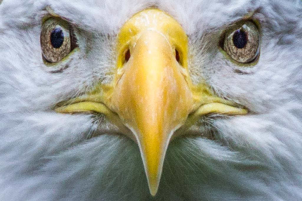 ��ͷ������۾�