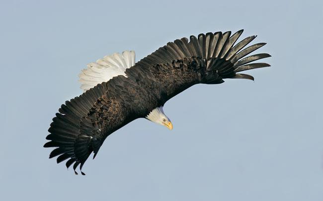 ����İ�ͷ����, Homer, AK