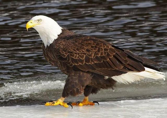 ��ͷ����