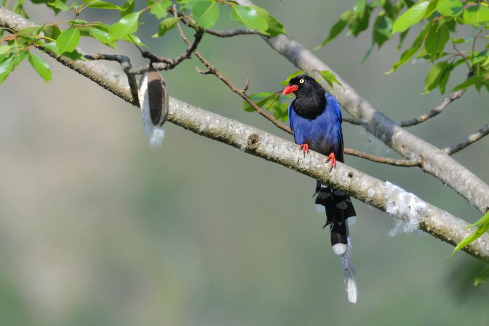 ̨����ȵ�����ߺ鶭