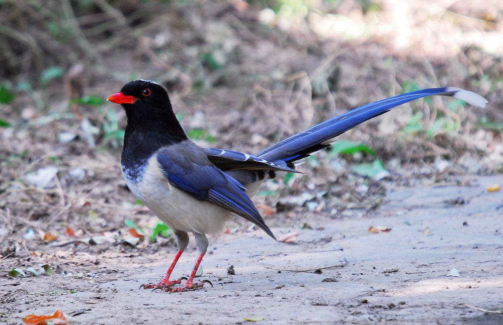 ������ȵ