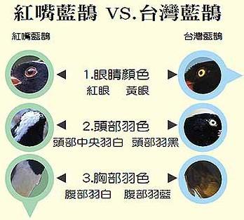 ������ȵ��̨����ȵ������