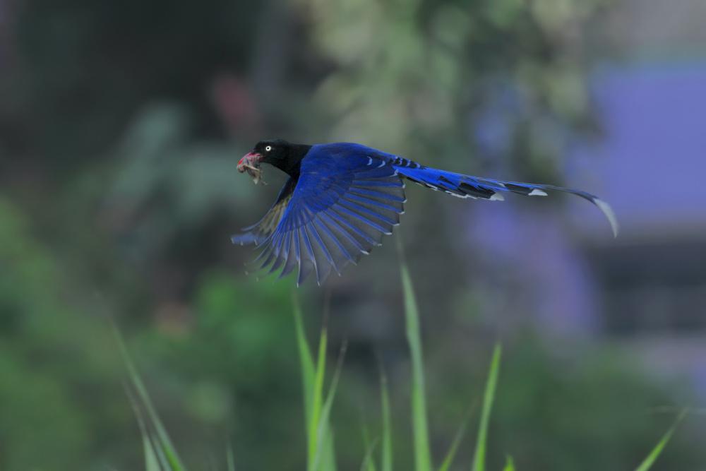 ̨����ȵ�����ߺ鶭