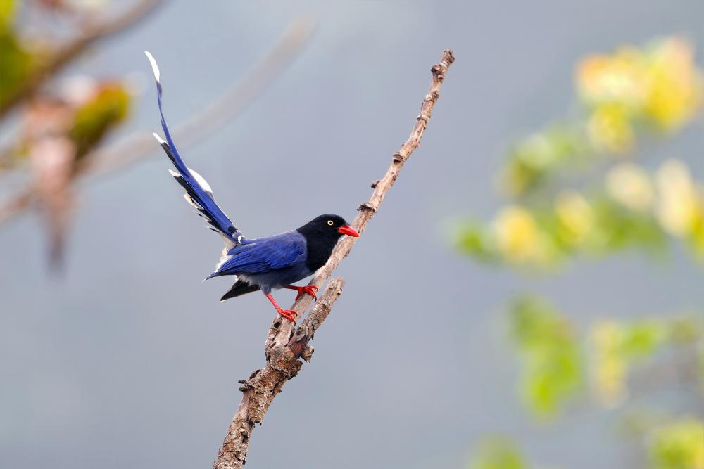 ̨����ȵ�����ߺ鶭