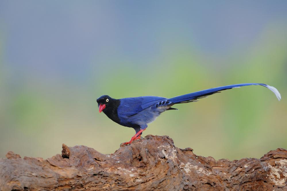 ̨����ȵ�����ߺ鶭