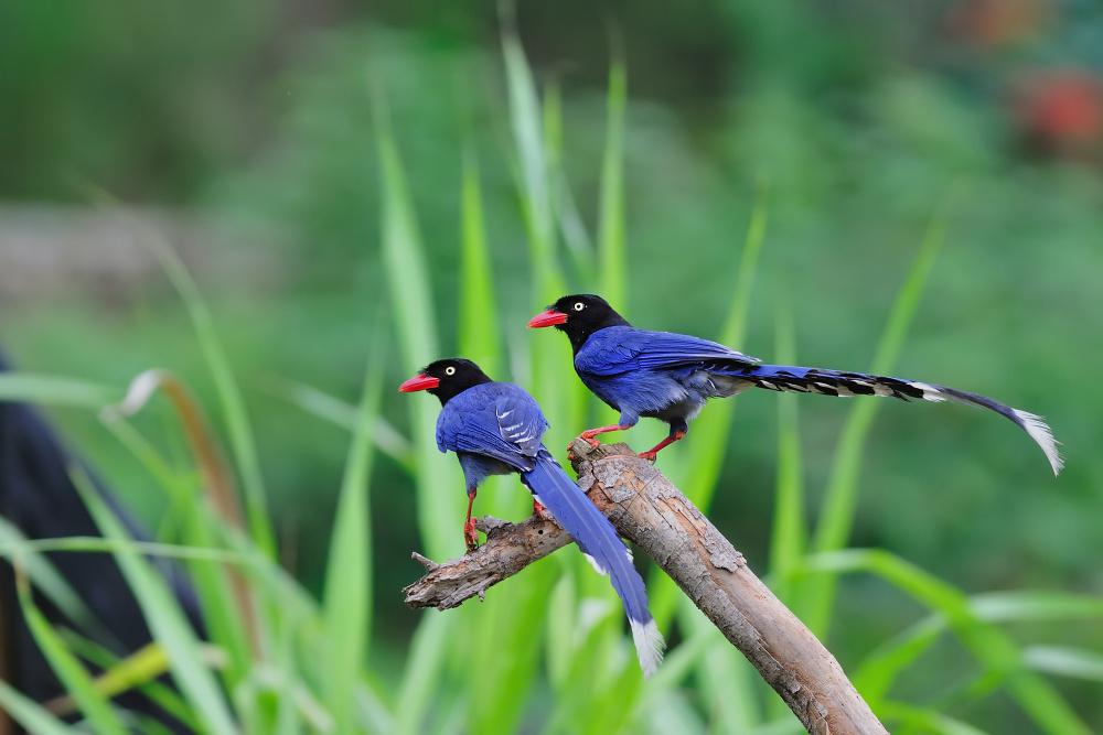 ̨����ȵ�����ߺ鶭