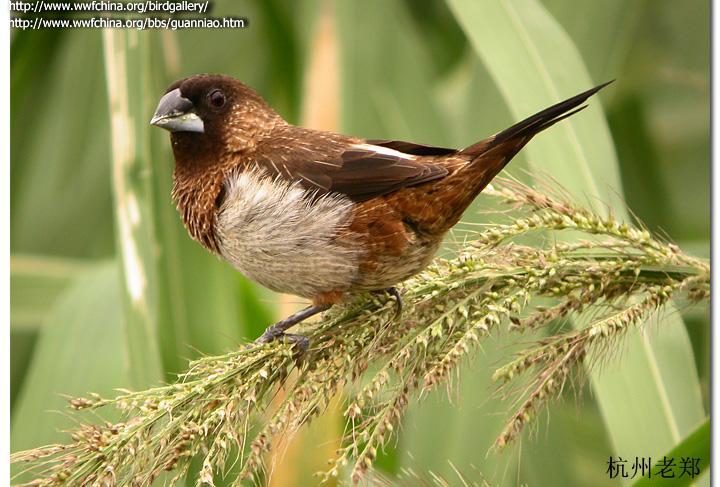 ���������ͼƬ