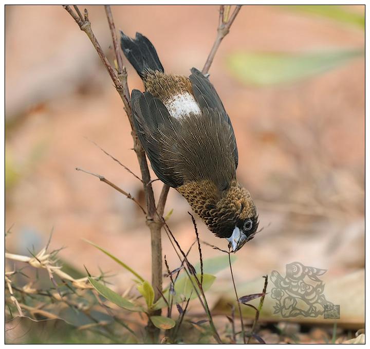 �����������ߣ�Զɽ-50��2011��2�¡�������