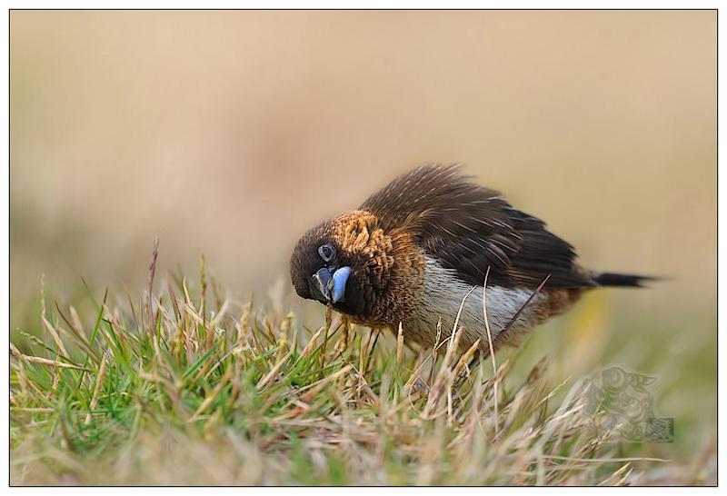 �����������ߣ�Զɽ-50��2011��2�¡�������