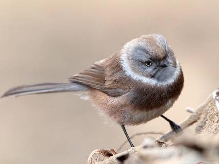 ������βɽȸ