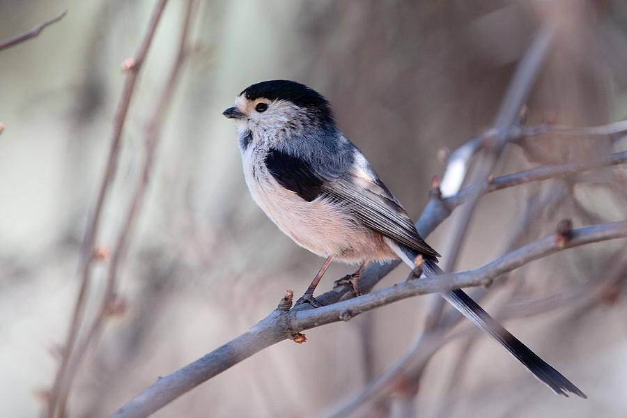 ������βɽȸ��ͼƬ