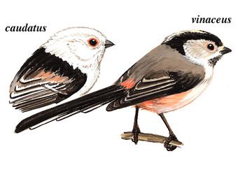 ������βɽȸ����߶���Ϊ����βɽȸ