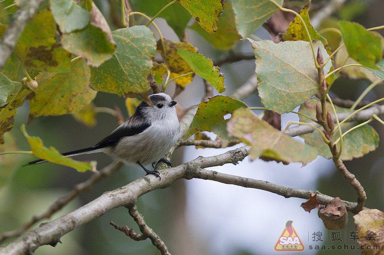 ������βɽȸָ�����֣���Ӱ���ϻ�������ŷ�ޡ�