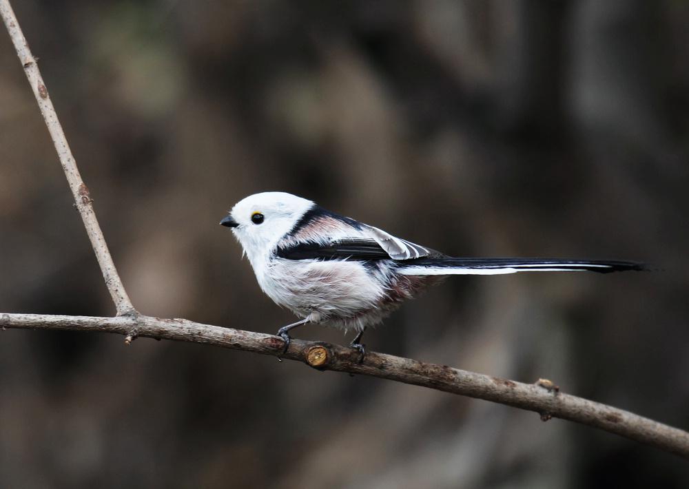 ������βɽȸ�Ķ������֣�����βɽȸ��