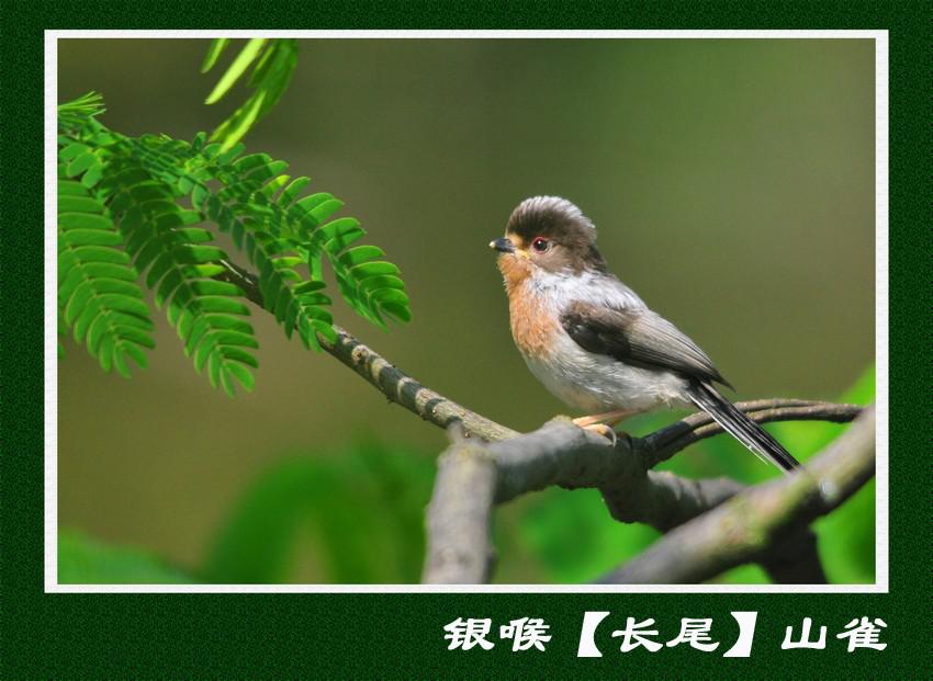 ���Ӧ����������βɽȸ�������֣���������ɫǳ������ɫ����������ָ��������2010�꽭��������