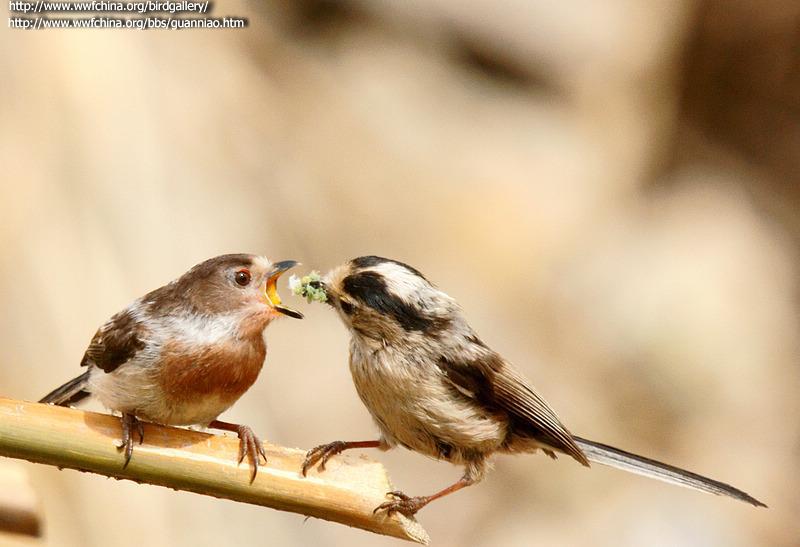 ������βɽȸ�������֣�����