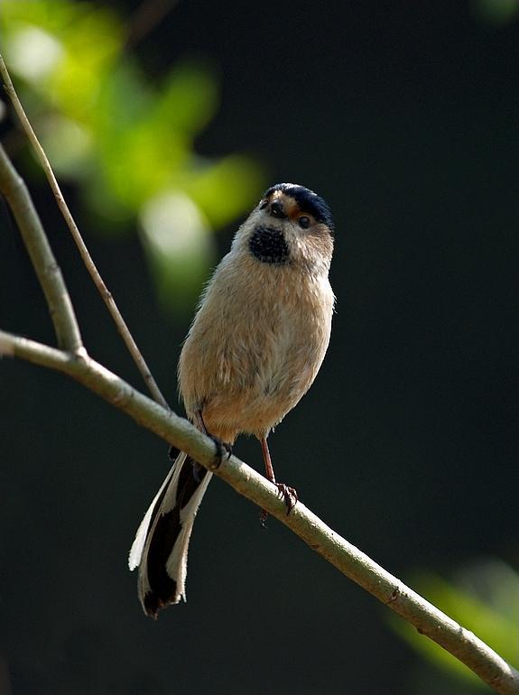 ������βɽȸ