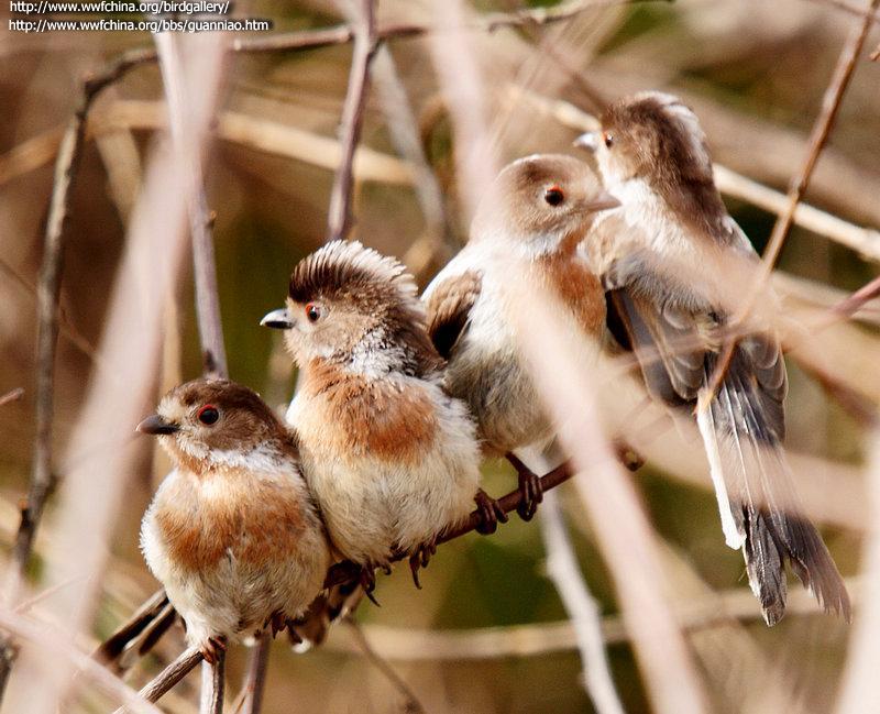 ������βɽȸ�������֣�����