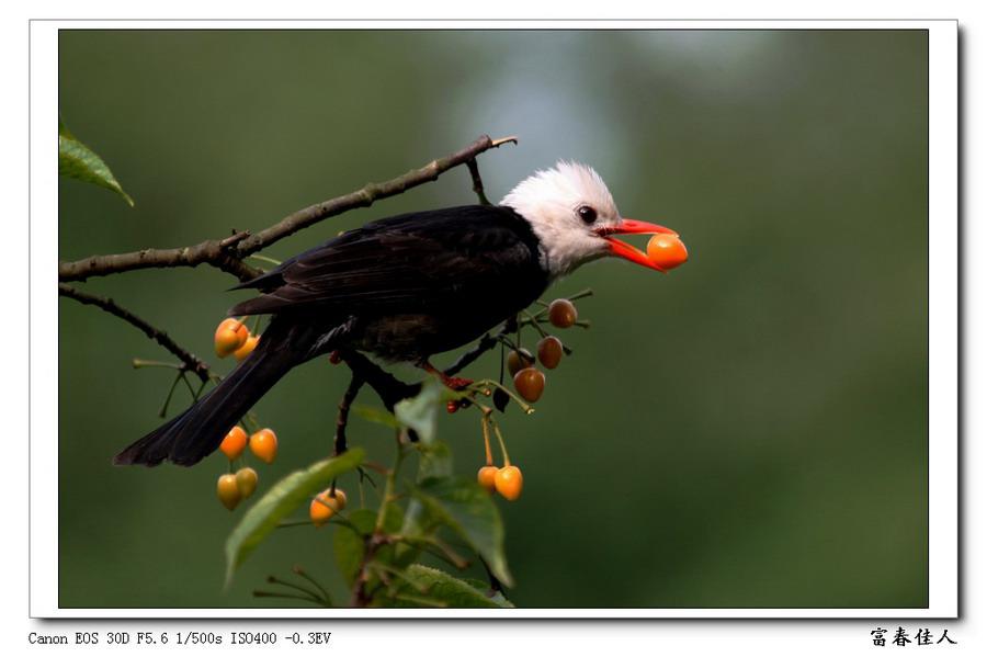 黑短脚鹎 黑短脚鹎的图片