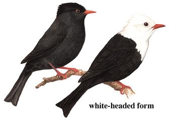 �ڶ̽��ǣ���̬����ͼ