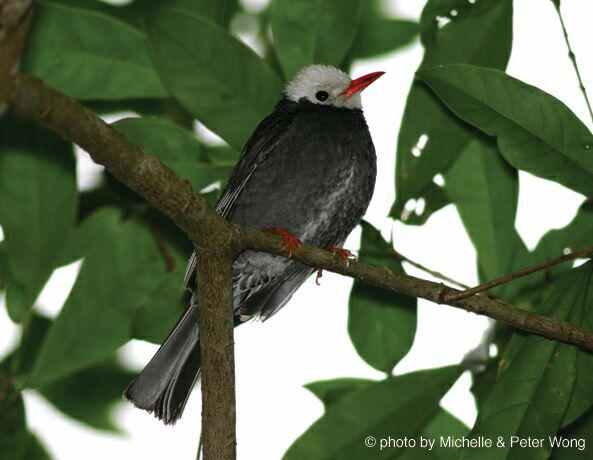 �ڶ̽��ǣ���ɫ�ͣ��ǳ���