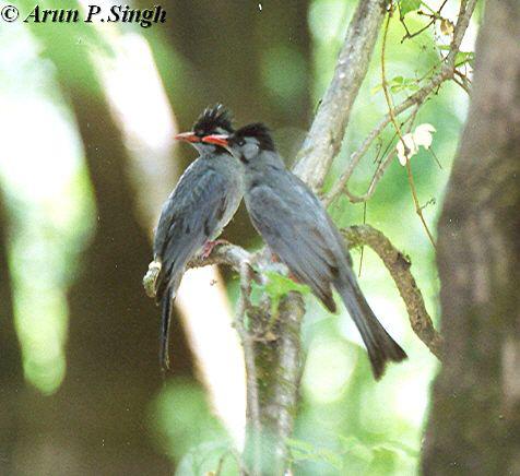 �ڶ̽��ǣ���ɫ�ͣ��ǳ���