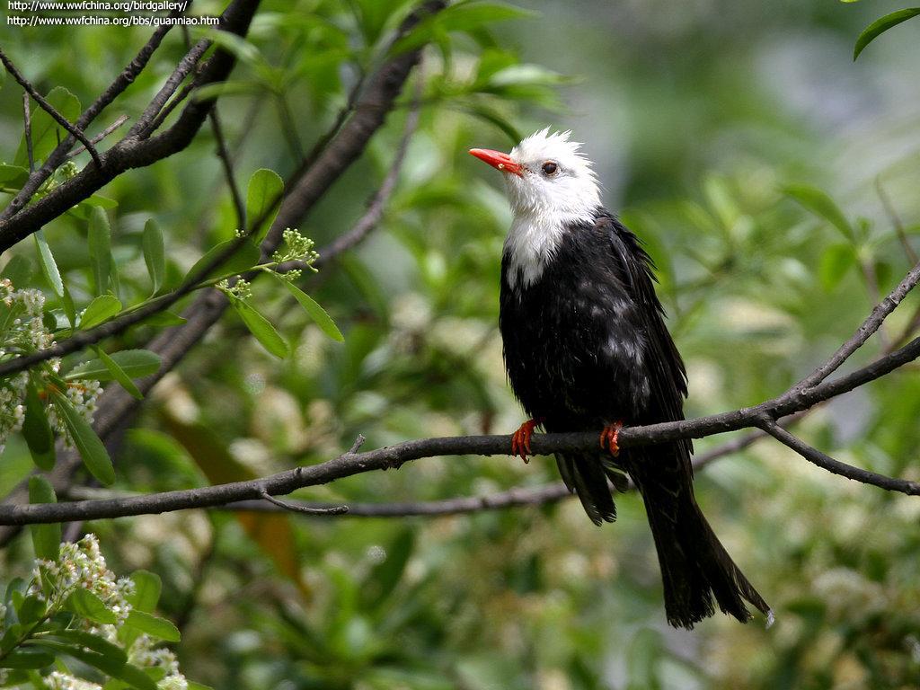 �ڶ̽��ǣ���ɫ��