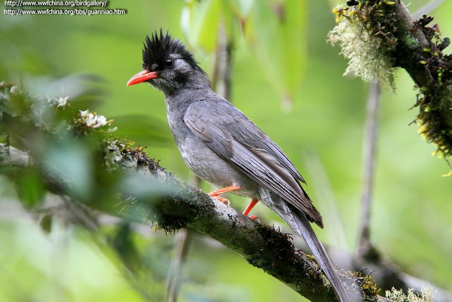 �ڶ̽��ǣ���ɫ��