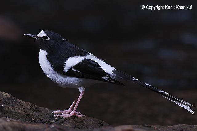 黑背燕尾 黑背燕尾的图片