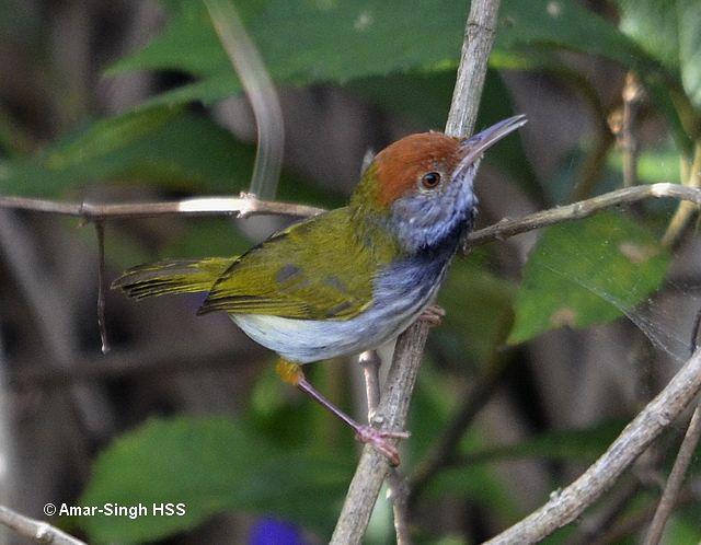 黑喉缝叶莺 黑喉缝叶莺的图片