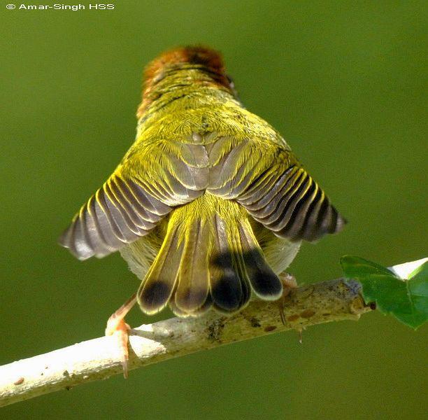 �ں���Ҷݺ������