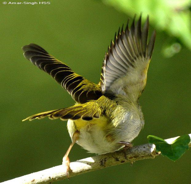 �ں���Ҷݺ������