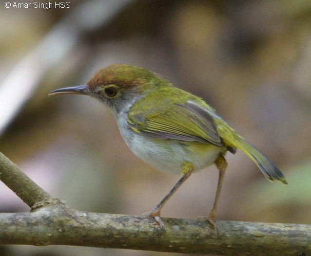 �ں���Ҷݺ���ǳ���