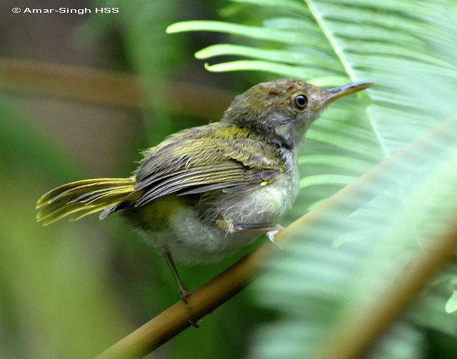 �ں���Ҷݺ���ǳ���