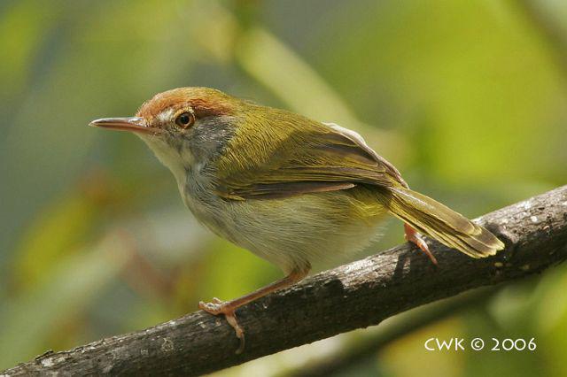 �ں���Ҷݺ������