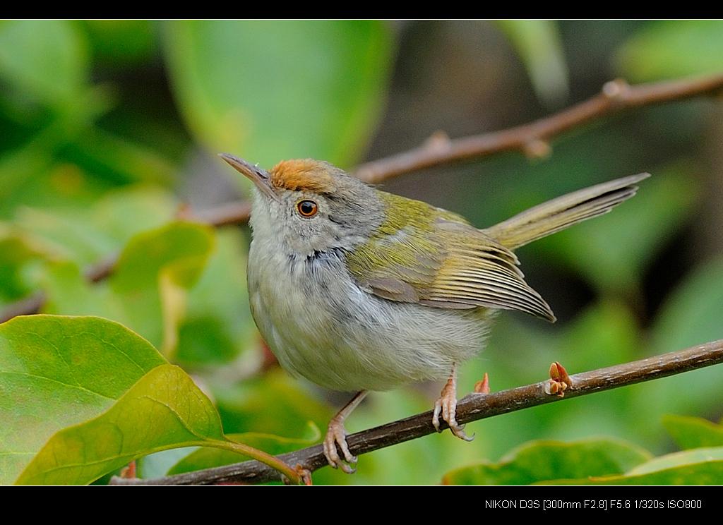 ��β��Ҷݺ������ţ��