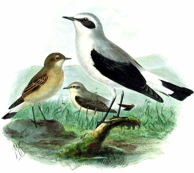 ���S����Ϊ������Ϊ����Ƿ�ֳ����Ϊ����ֳ��