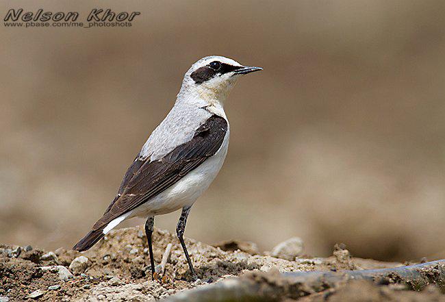 ���S����ֳ��Nelson Khor��2010��5�������½�