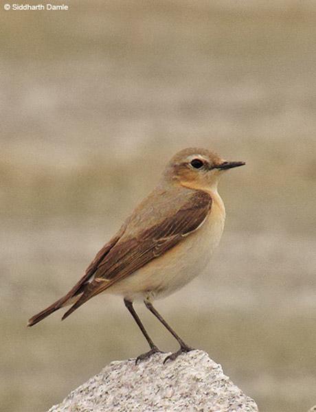 ���S������