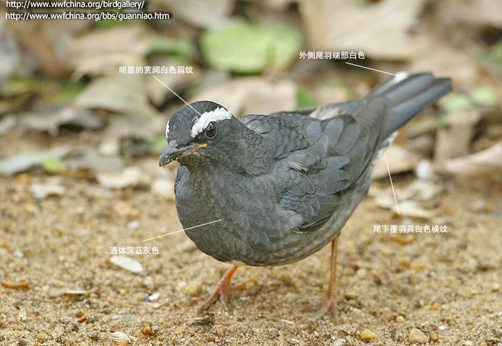 ��ü����ͼƬ