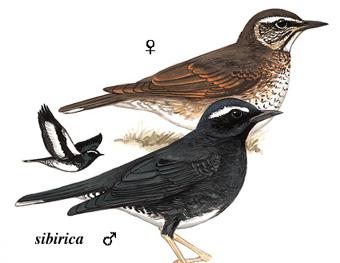 ��ü��𴣺��̬����ͼ