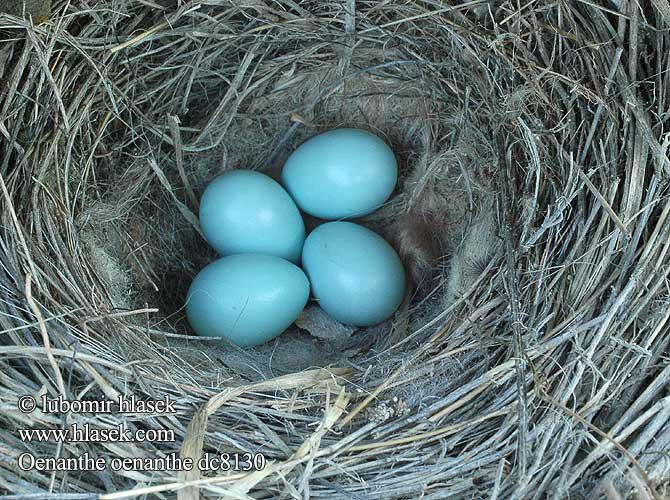 ���S����