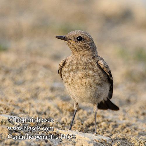 ���S���ǳ���