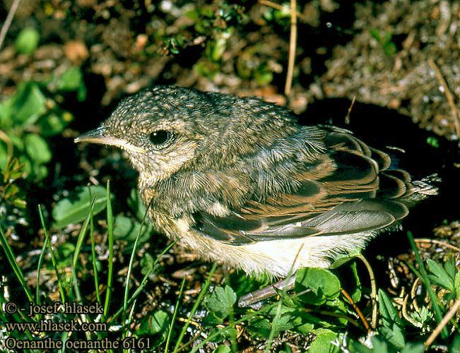 ���S������